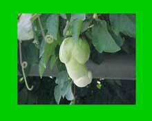 Manzana