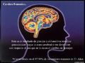 Cerebro Femenino