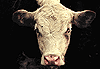 Accesorios de una vaca