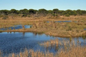 Parque nacional Doñana