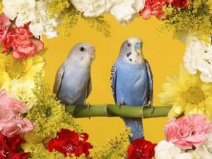EL COLOR DE LAS AVES – 1